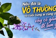 Nếu đời là vô thường và cuối cùng ai cũng chết, vậy cố gắng để làm gì?